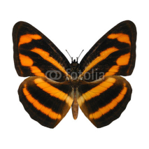 Naklejki Burmese Lascar Butterfly