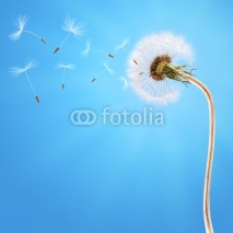 Naklejki Dandelion on the long stem and on the blue sky