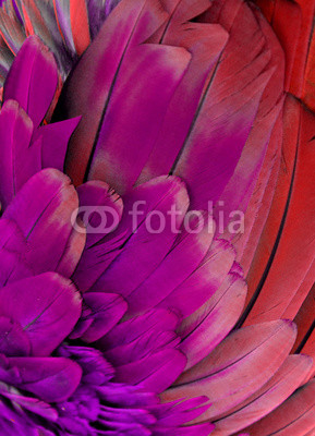 Purple and Red Macaw Feathers