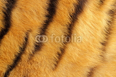 detail of tiger fur