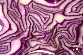 Fototapety Red cabbage