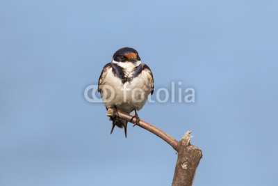 Close-up of a white-throated swallow sitting on wood perch