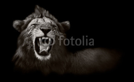 Naklejki Lion displaying dangerous teeth