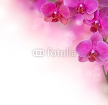 Fototapety Orchid Flower border design