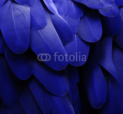 Macaw Feathers (Blue)