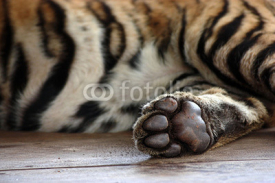 Fototapety Tiger Paw