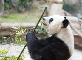 Naklejki Cute Giant Panda Eating Bamboo