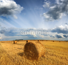 Fototapety harvested bales of straw in field