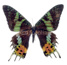Naklejki butterfly isolated on white background, Madagascar