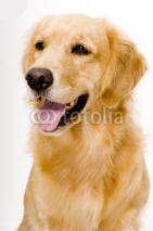 Fototapety dog