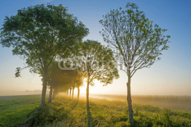 Trees along a field in spring at dawn