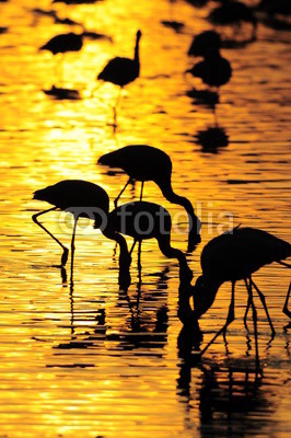 Gold sunrise with bird's silhouette