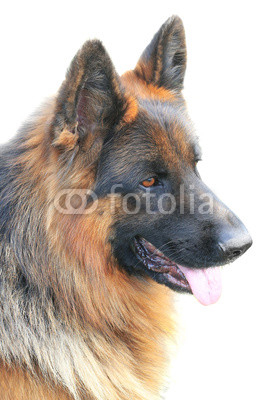 german dog;