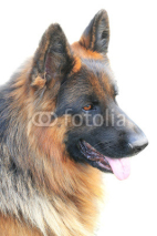 Fototapety german dog;