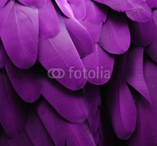 Naklejki Purple Feathers