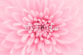 Naklejki Pink chrysanthemum petals macro shot