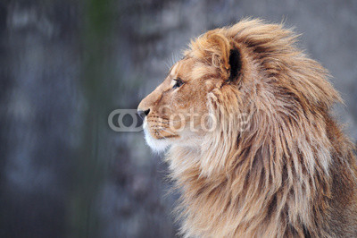 Portrait of a lion in profile