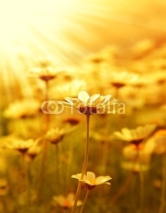 Daisy flower field over sunset