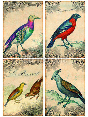 4 CP oiseaux vintage