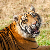 Naklejki Head Shot of Growling Sumatran Tiger