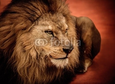 Lion lying on the arena