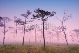 Fototapety Forest with sunset at twilight time
