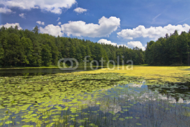 Fototapety Forest lake