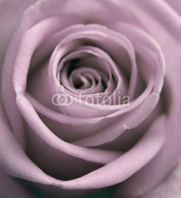 pastel rose