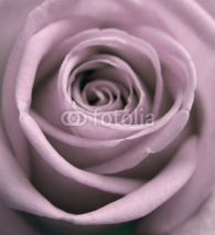 Fototapety pastel rose