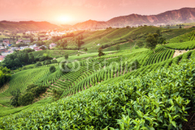 Obrazy i plakaty Green tea garden on the hill,china
