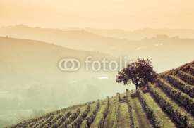 Fototapety Albero nelle vigne