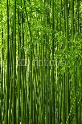 Bamboo forest texture