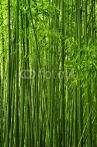 Naklejki Bamboo forest texture
