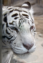 Naklejki White tiger