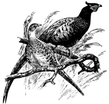 Fototapety Birds Common Pheasant