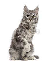 Fototapety Maine Coon (2 years old) sitting, pawing and looking away