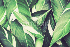 Fototapety Fresh tropical Green leaves background