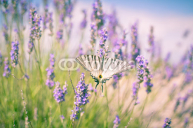 Butterfly at Lavender Bush
