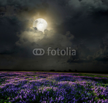 Naklejki Lavender field in the moonlight