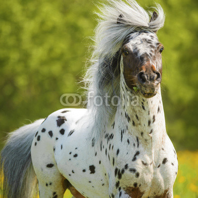Appaloosa stallion playing on the meadow