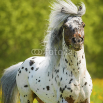 Naklejki Appaloosa stallion playing on the meadow