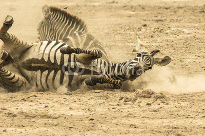 Zebre nella polvere
