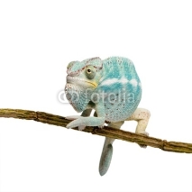 Fototapety Young Chameleon Furcifer Pardalis - Nosy Be(7 months)