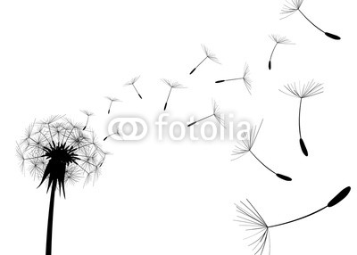 Blow Dandelion on white background