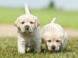 Naklejki yellow dog puppies Labrador