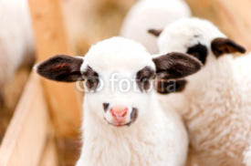 Fototapety Easter lamb in local farm