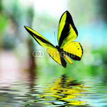 Naklejki Butterfly 15