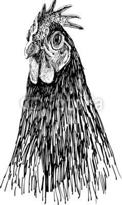 portrait of hen