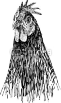 Fototapety portrait of hen
