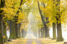 Naklejki autumnal alley